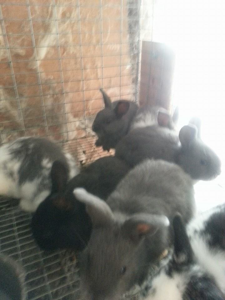 Walnut Creek Rabbitry
