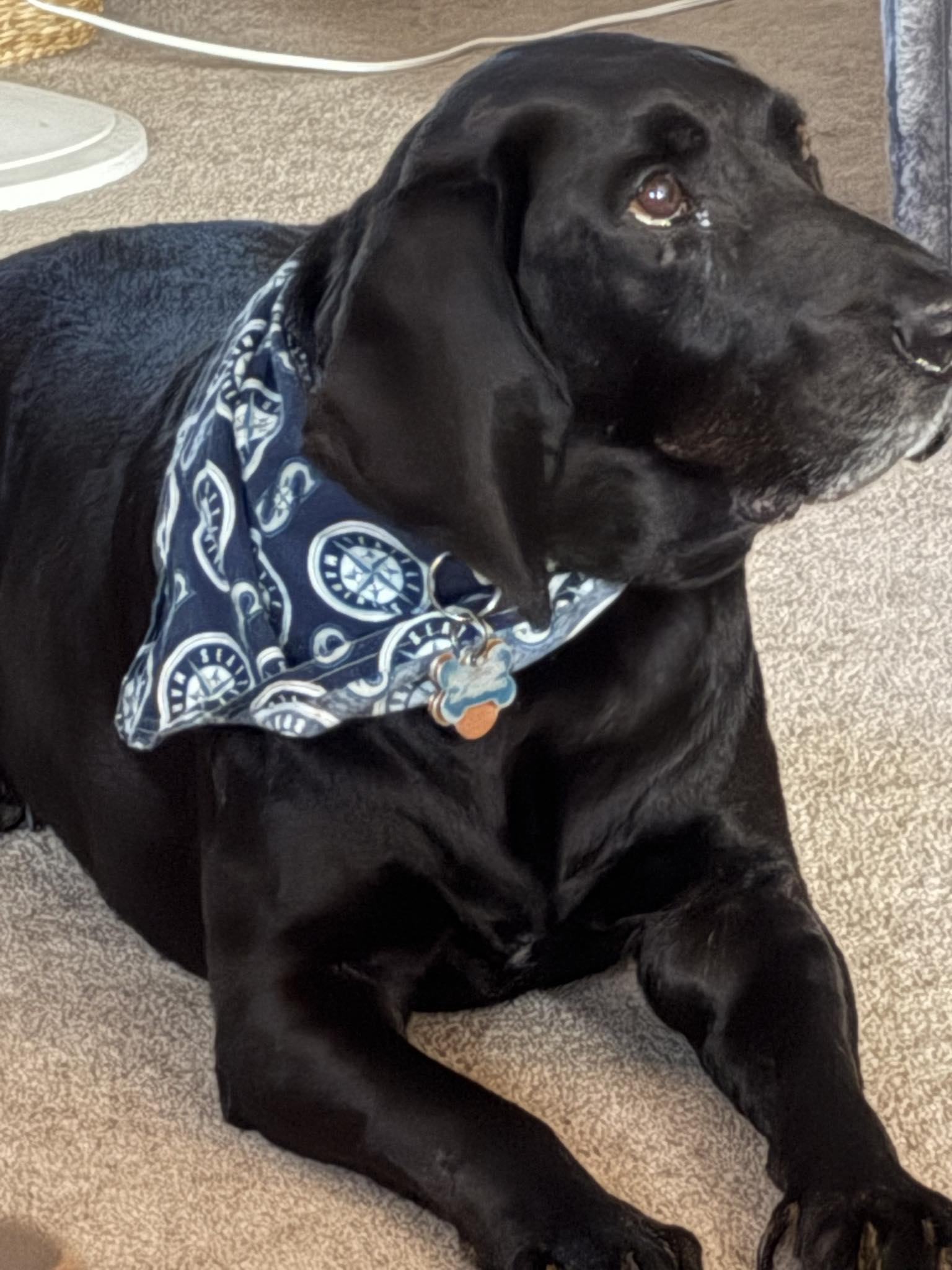 Real Seattle Mariners Fans | Bo says “Let’s go Mariners | Facebook