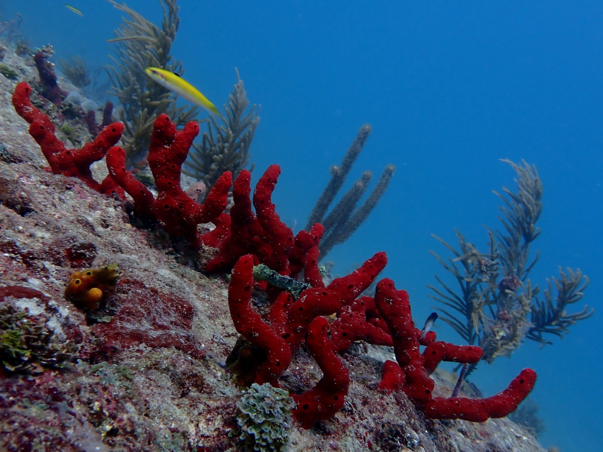 Olympus Underwater Photographers | Red Sponges Photo taken with Olympus ...