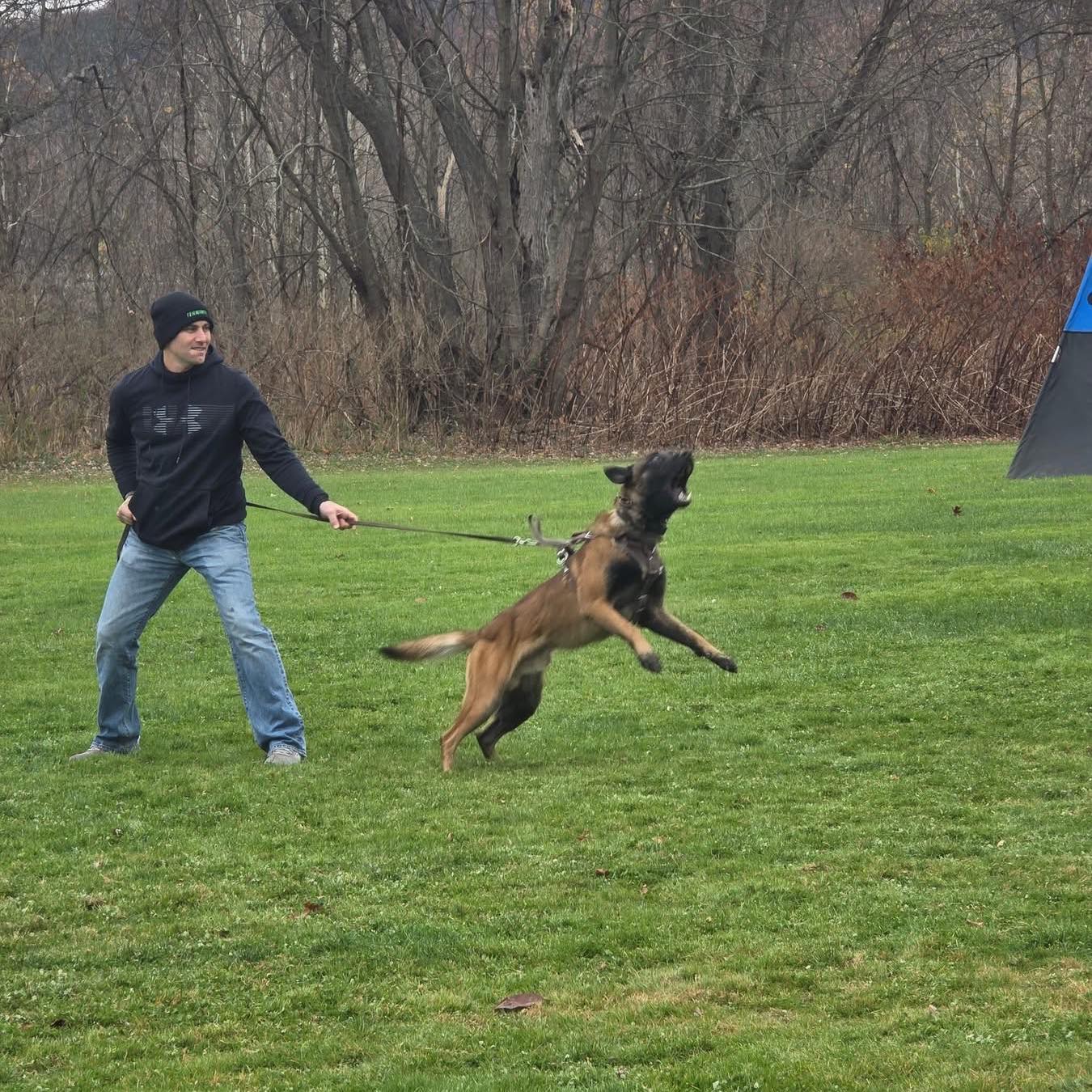 Finally was able to walk all 3 together at once! #malinois #dog #puppy ...