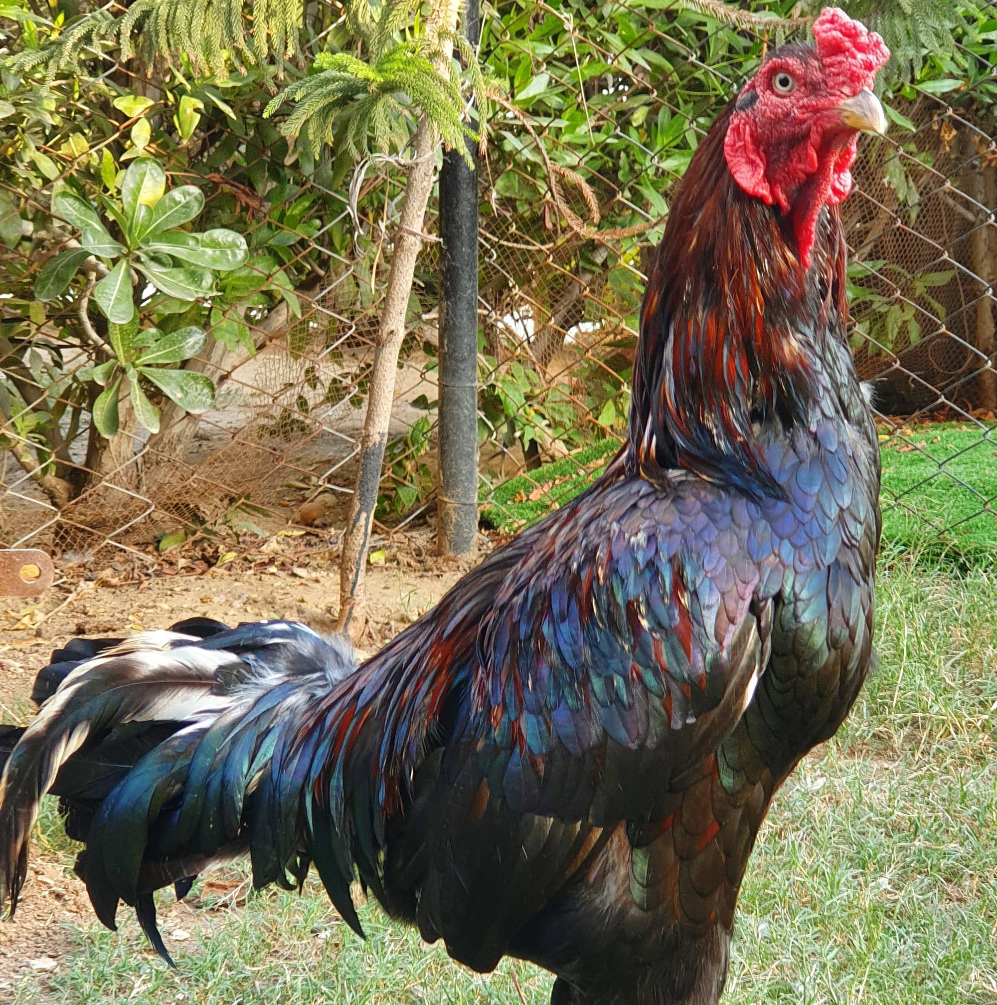 Rooster Land