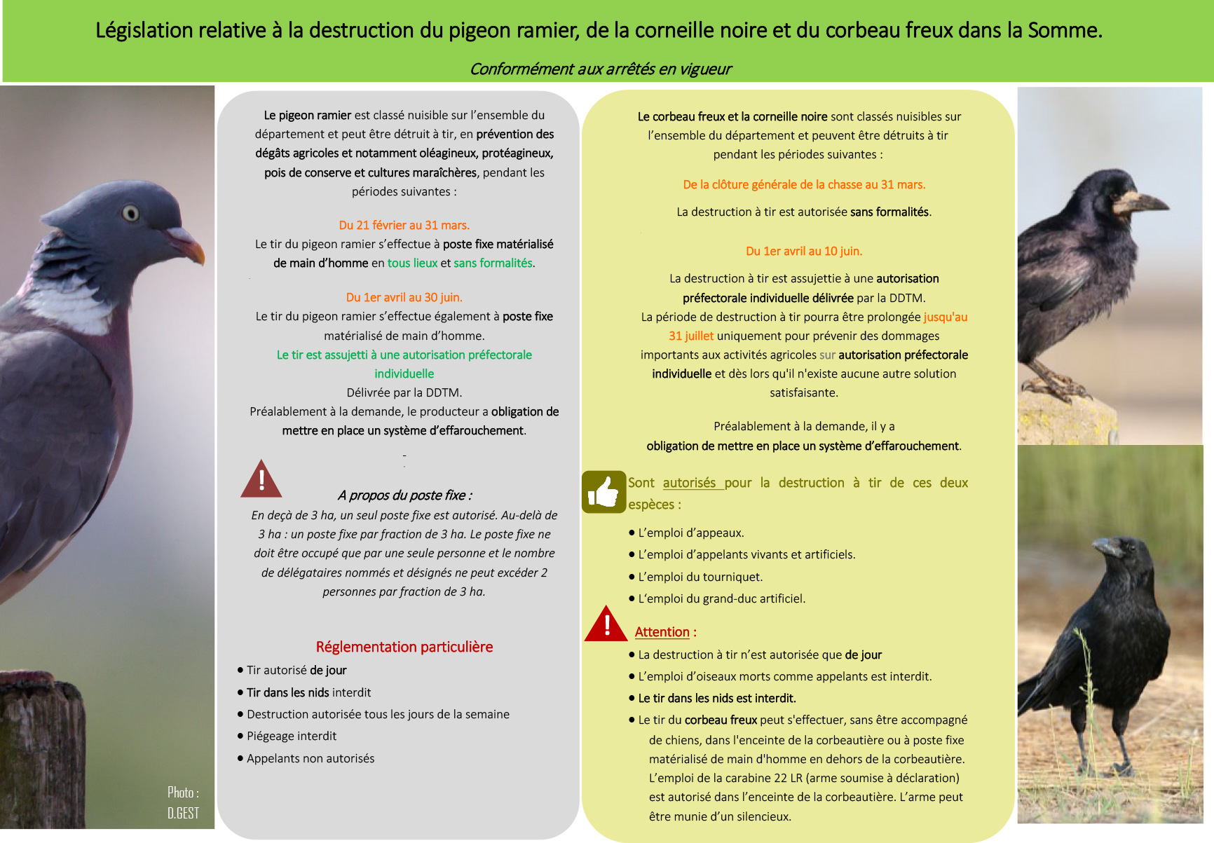 Chasse Au Pigeon Ramier Dans La Somme
