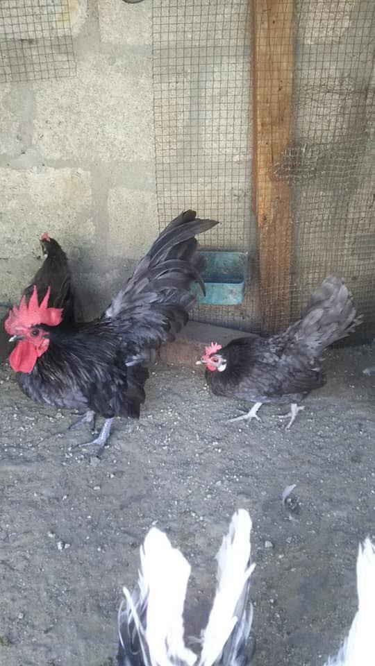 Sheikh birds farm