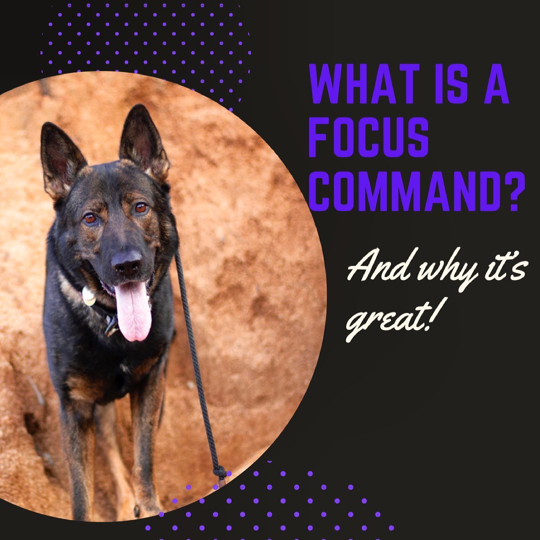 RFRD Academy - The focus command cues a behavior called... | Facebook
