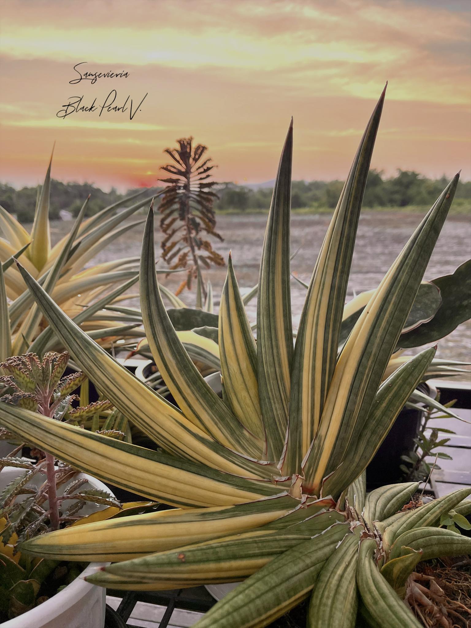Black pearl  Sansevieria Black pearl Variegated