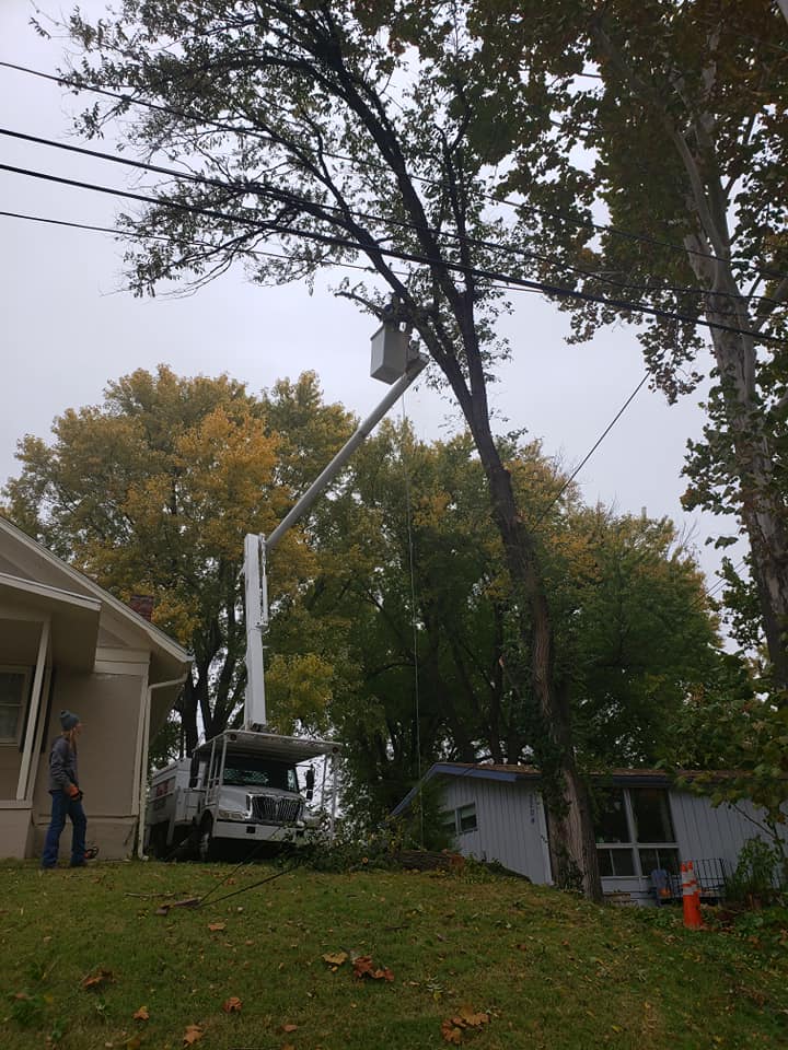 Wilson's tree service | Kansas City KS