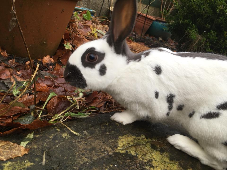 Two super... - The Rabbit Project - small animal boarding