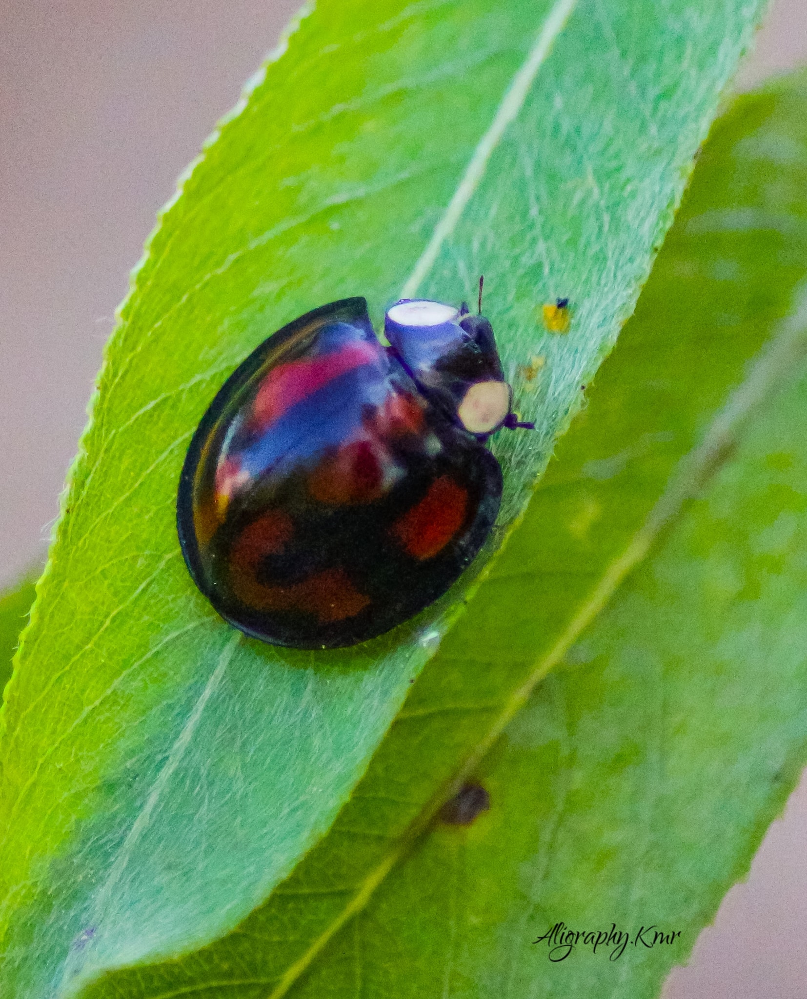 Kashmir Insects - Aiolocaria (lady beetle ) Srinagar...