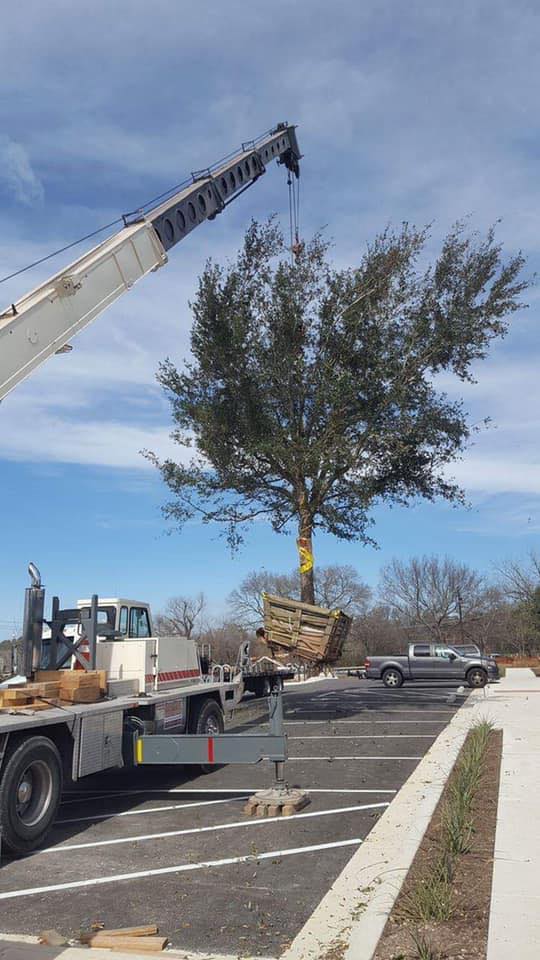 A & E Trees LLC