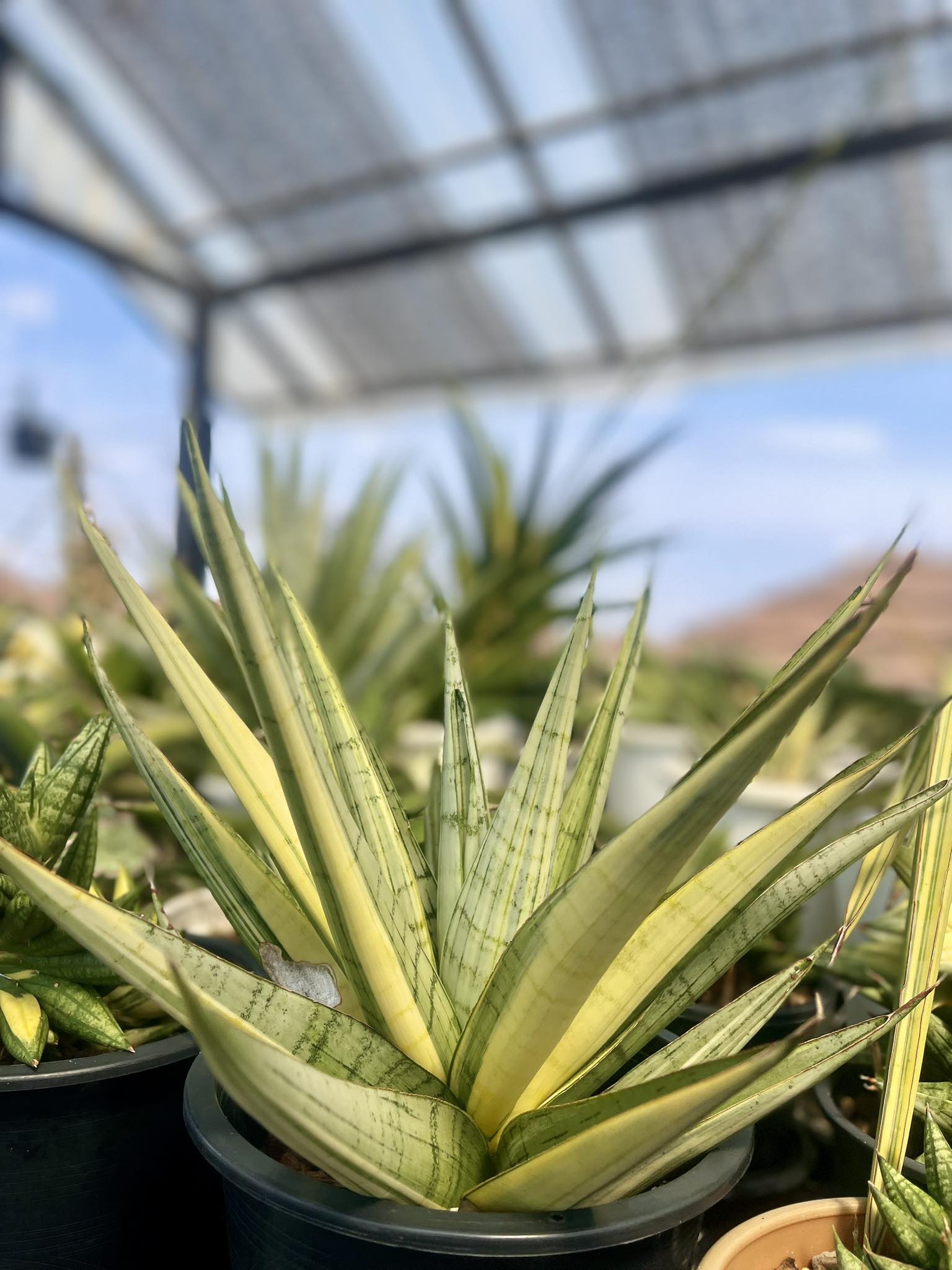 Sansevieria hybrid 'tiger blue'came from the collection of an