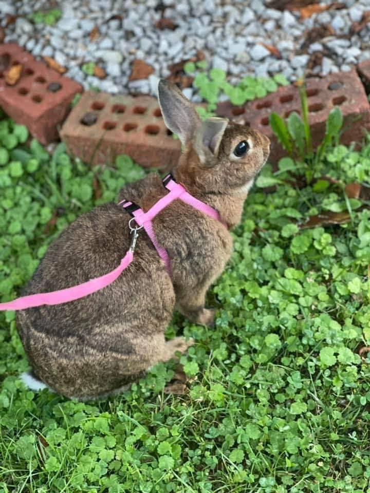 Happy Bun’s In Kentucky | Facebook
