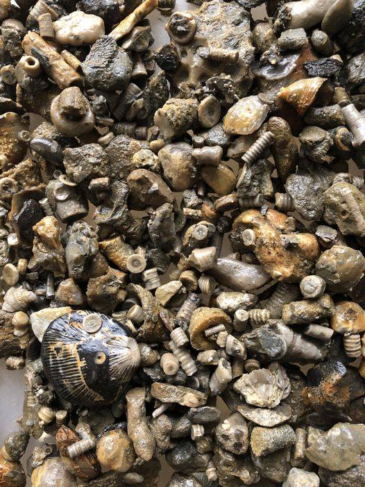 Hexagonaria fossils at Rockport Quarry in Alpena, Michigan
