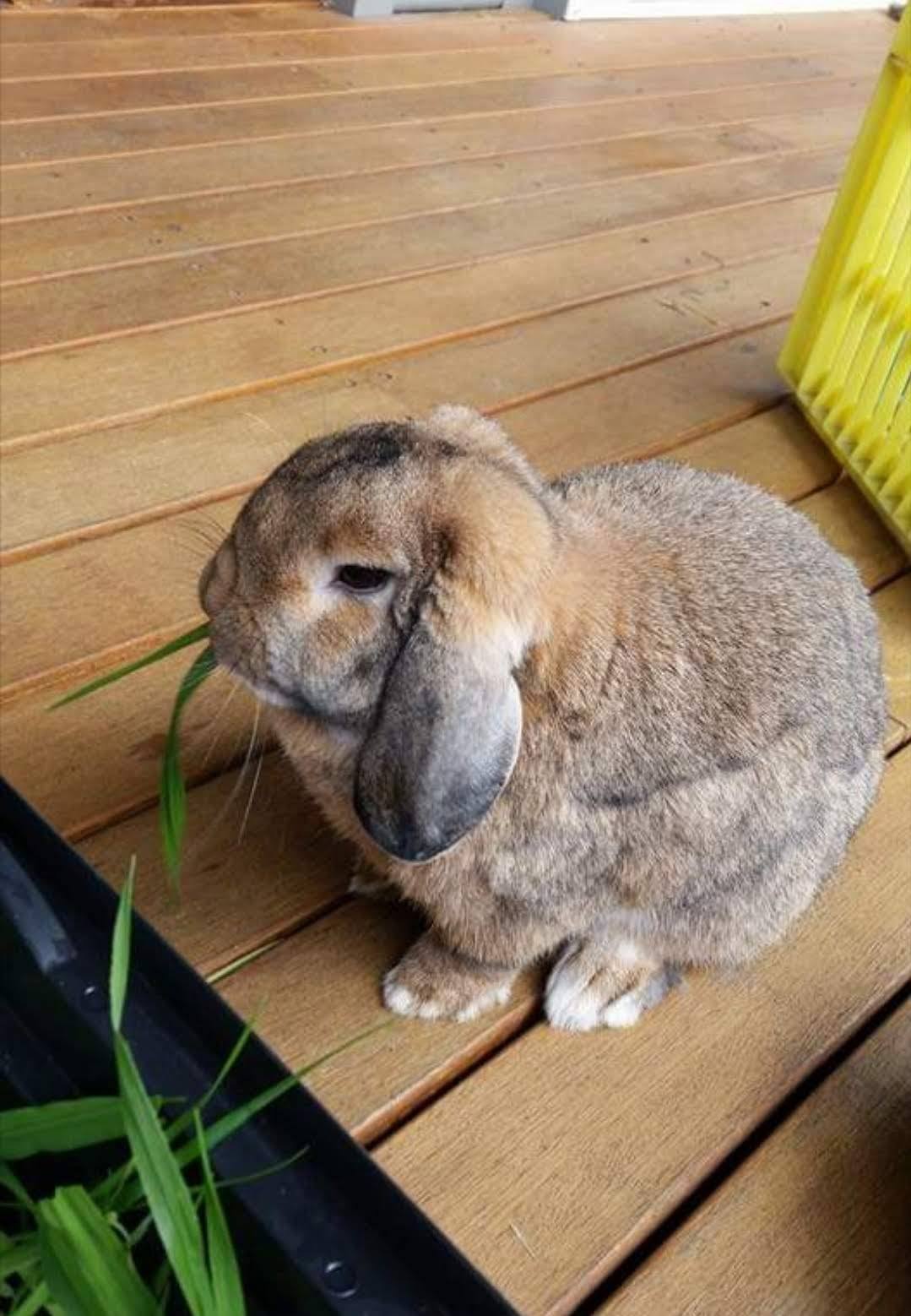 The Rabbit House - Agouti is one of the prettiest colours of rabbit ...