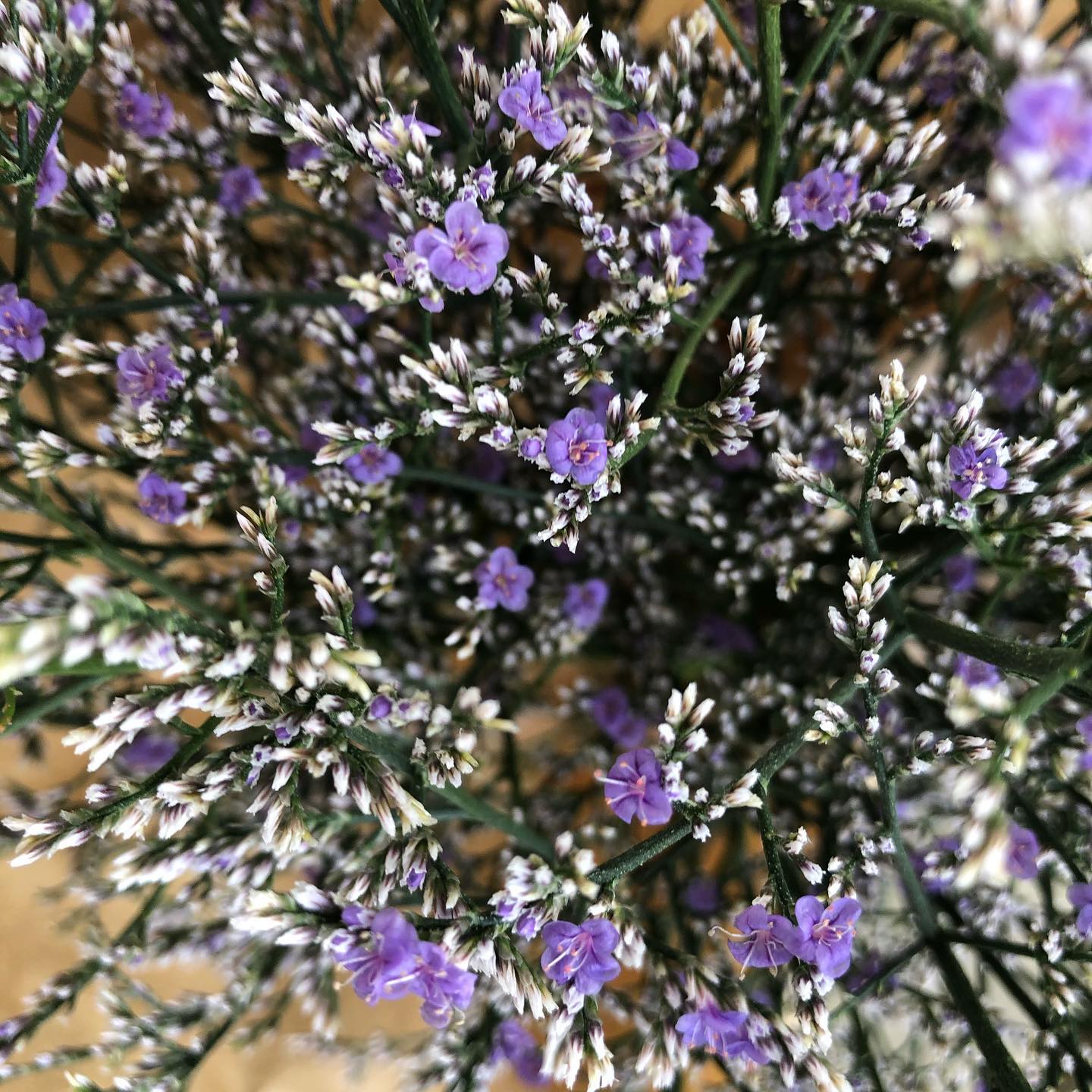 ブルーファンタジアの花束 販売中です??? 生花としてもドライとして 