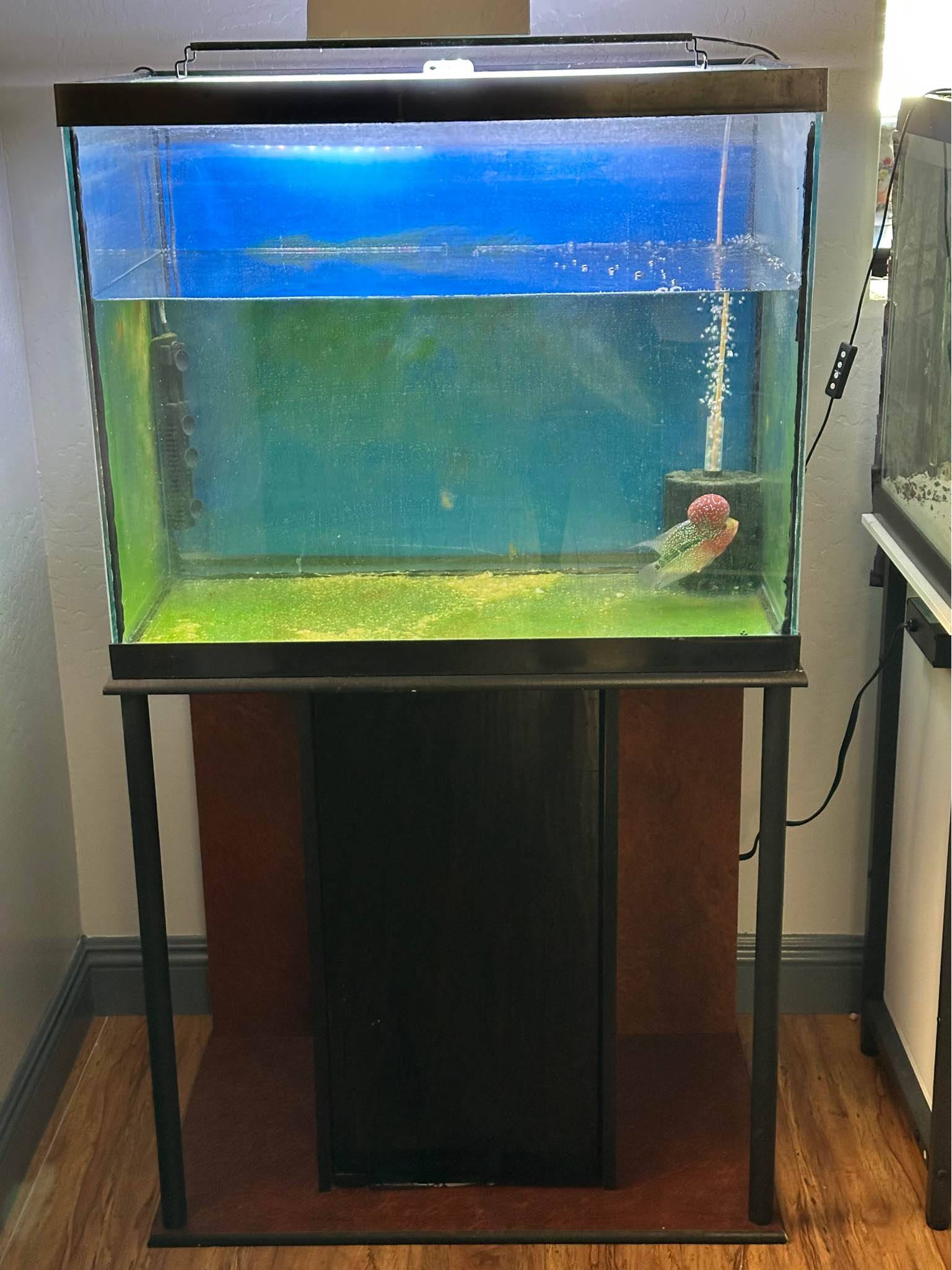 58”W x 18”D x 36”H Fish not included