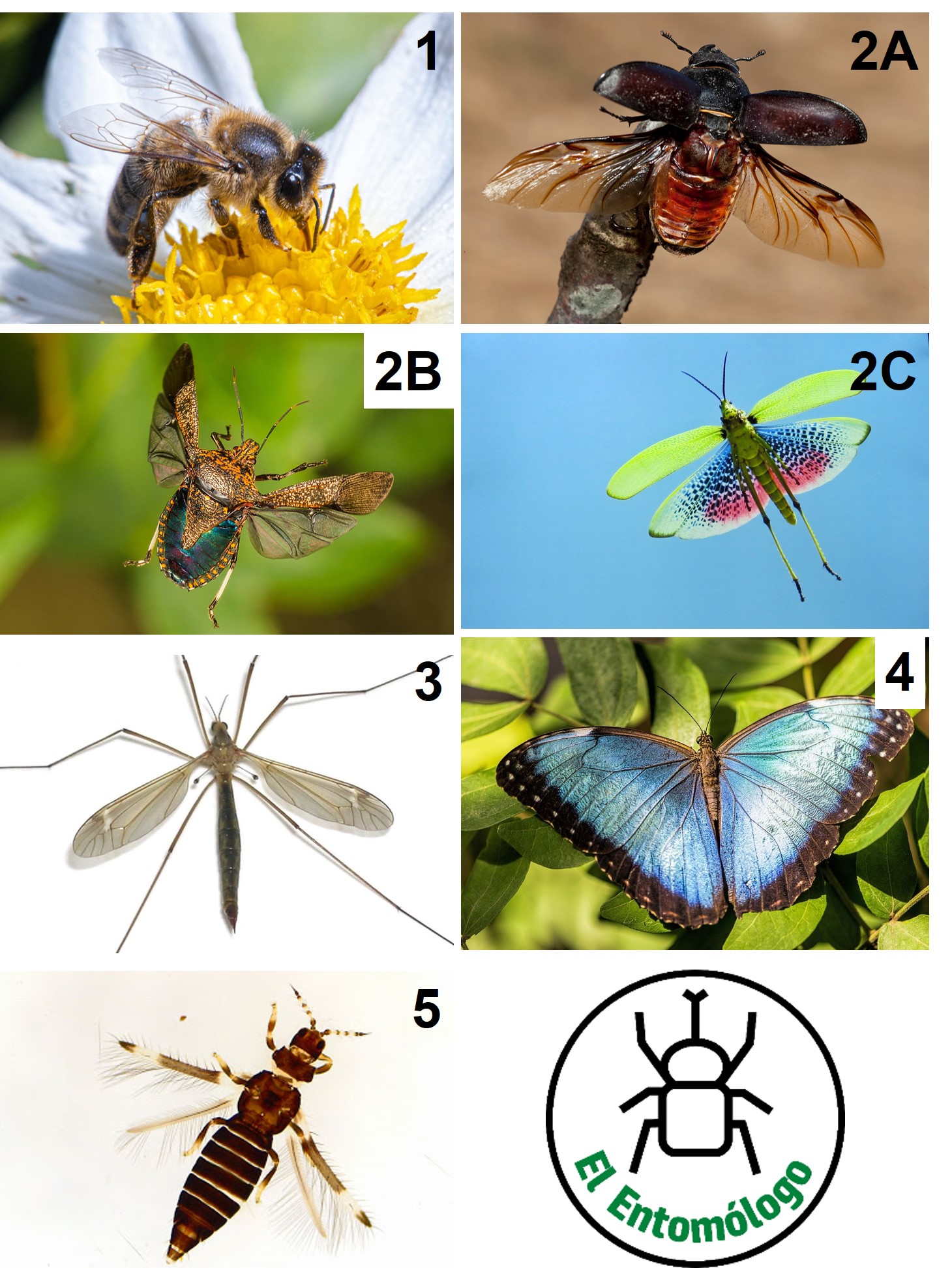 El Entomólogo - Los insectos son el único grupo de invertebrados que ...