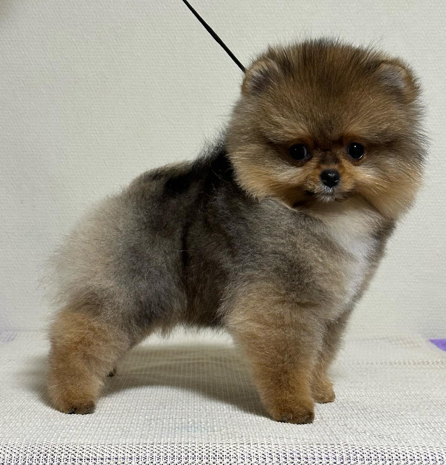 AC Dynasty Pomeranians (@AcDynastyPomeranians) • Facebook