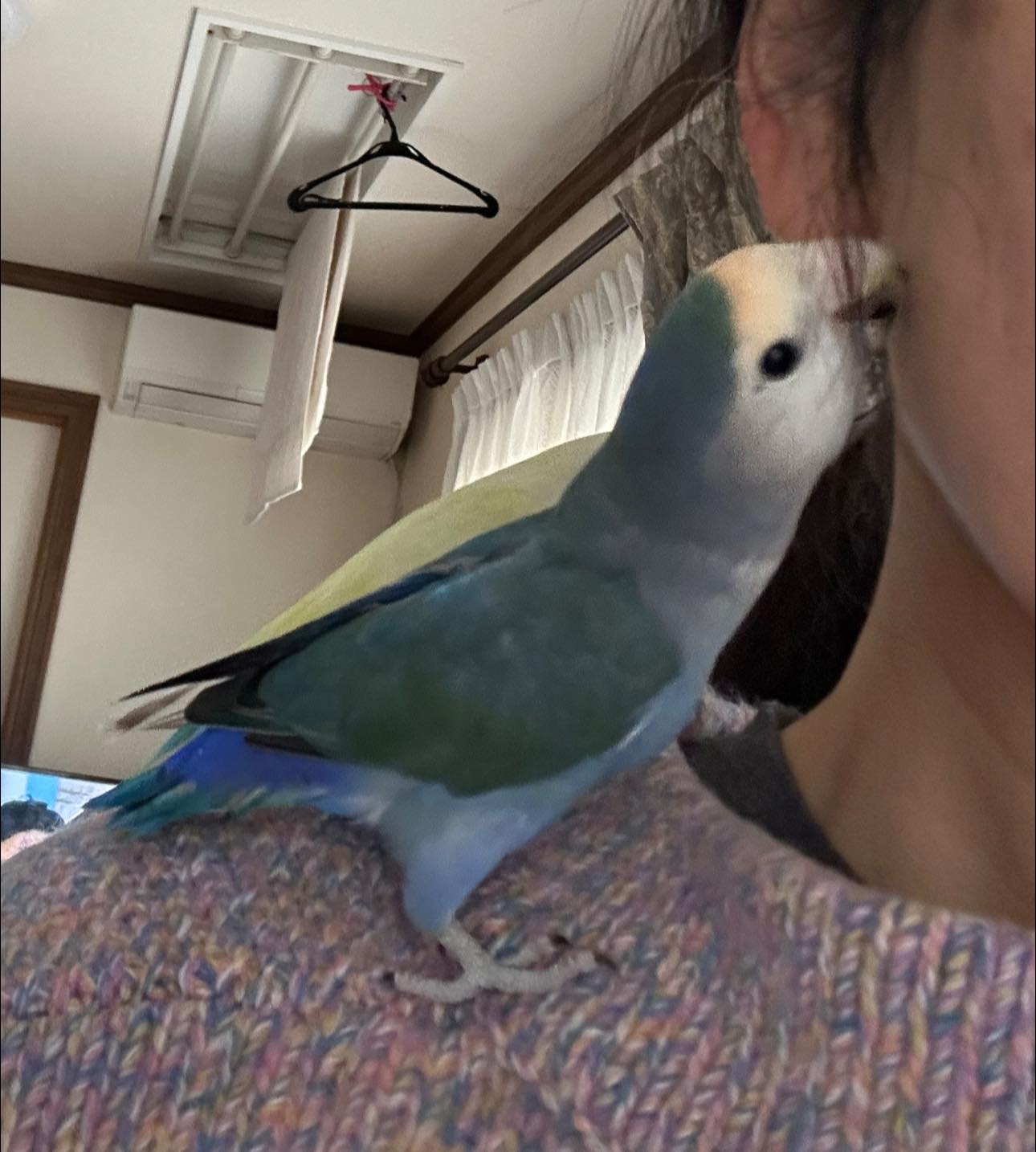 かわいいけど痛い 恐怖のインコ😱 ポニーちゃん🦜