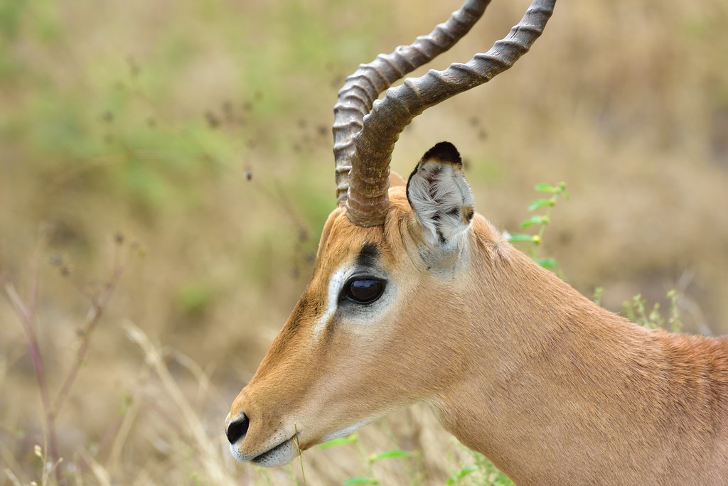 Southern Africa 360 Luxury Holidays - Did you know? The largest ...