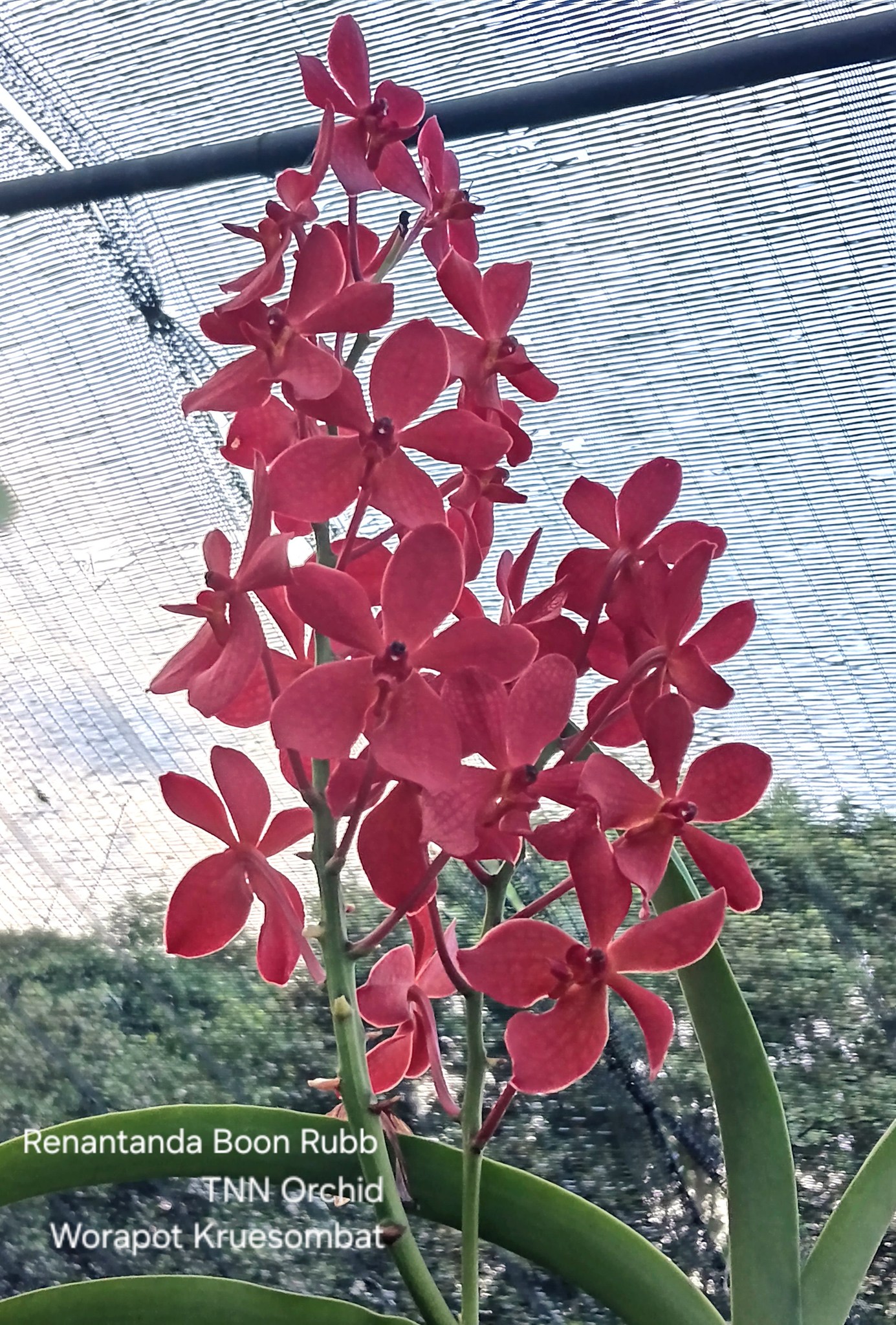 Paphiopedilum Hung Sheng Greyhawk