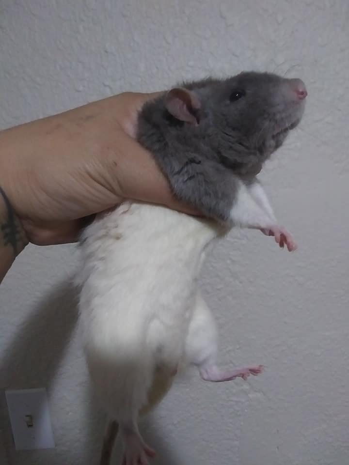 StarFire Rattery | Jacksonville FL