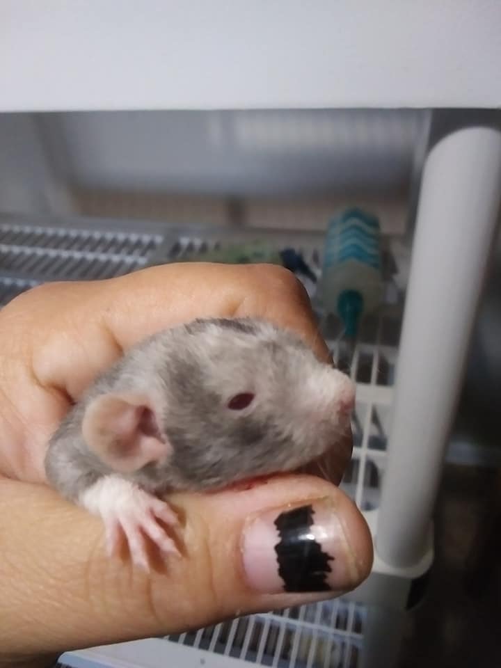 StarFire Rattery | Jacksonville FL