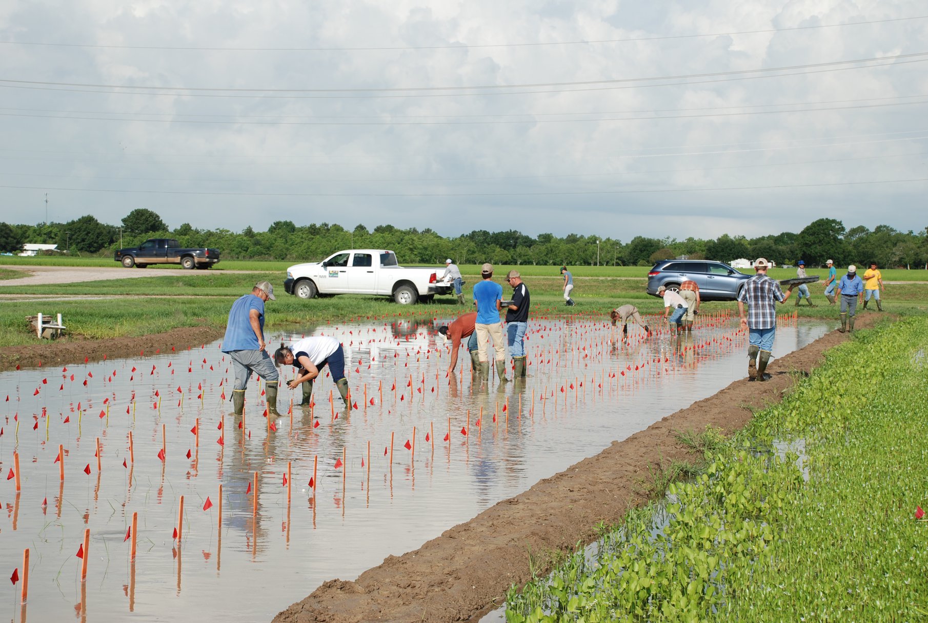 Today... - LSU AgCenter H. Rouse Caffey Rice Research Station | Facebook