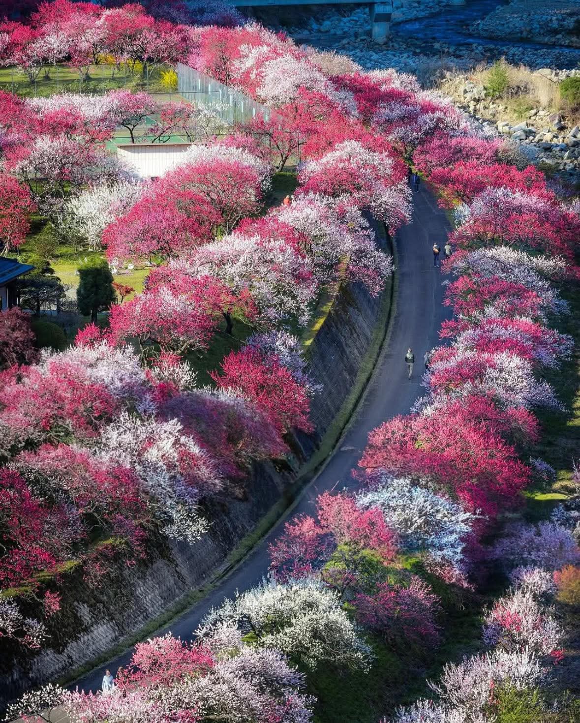 おそのはな Located in Nagano, Hanamomo-no-Sato beckons with its captivating