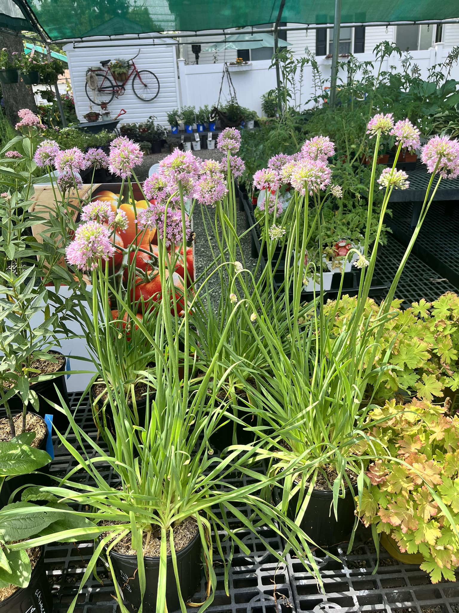 Do alliums multiply easily over the years?