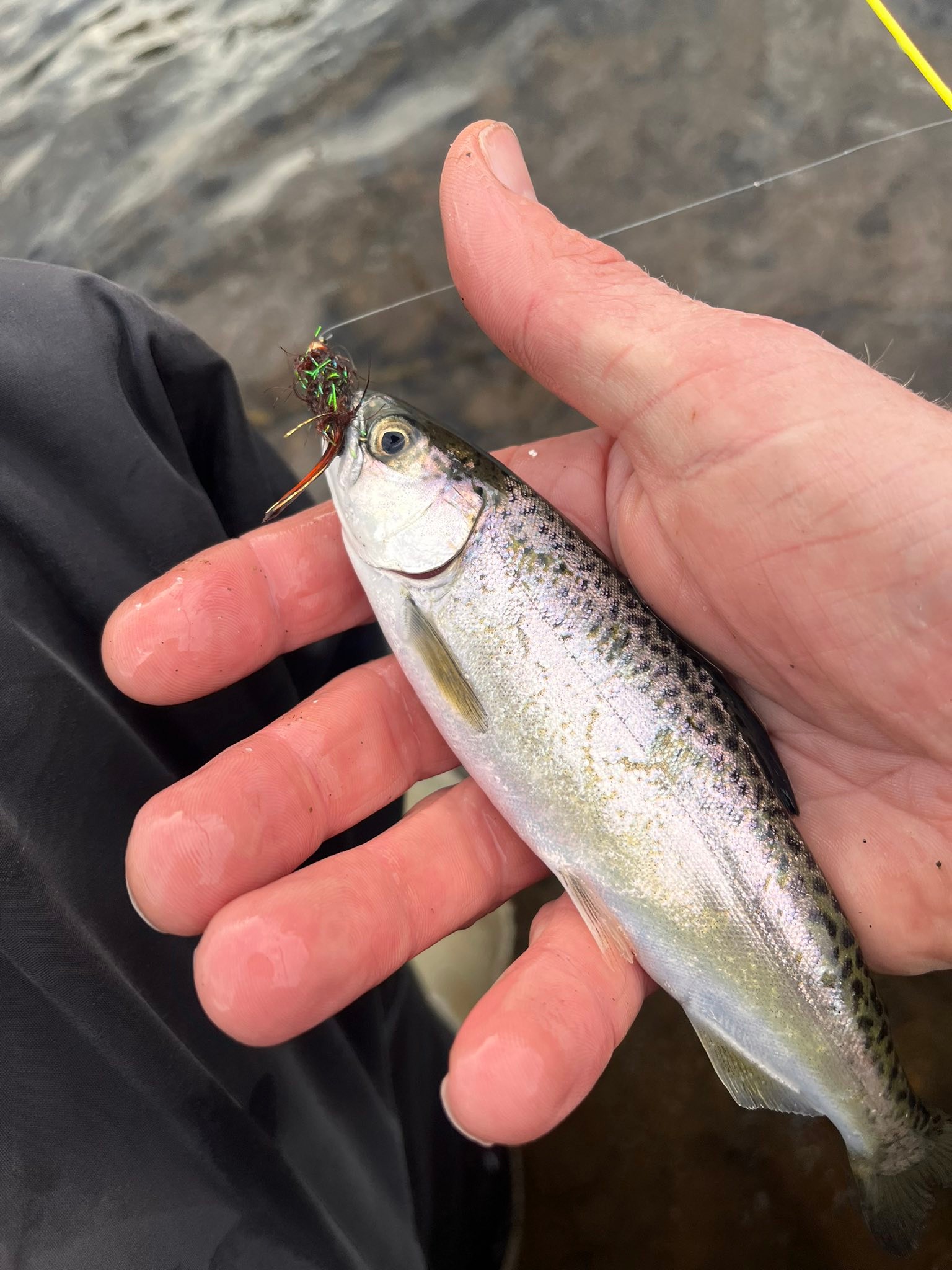 Catching chinook salmon on the Rogue River