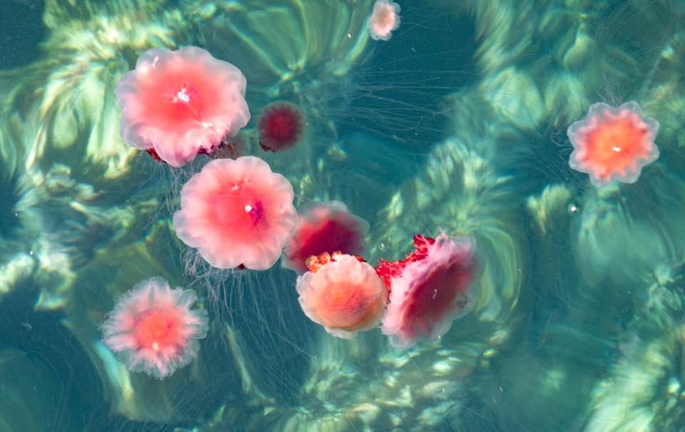 Unique flowers resembling whale mouths in Canberra garden