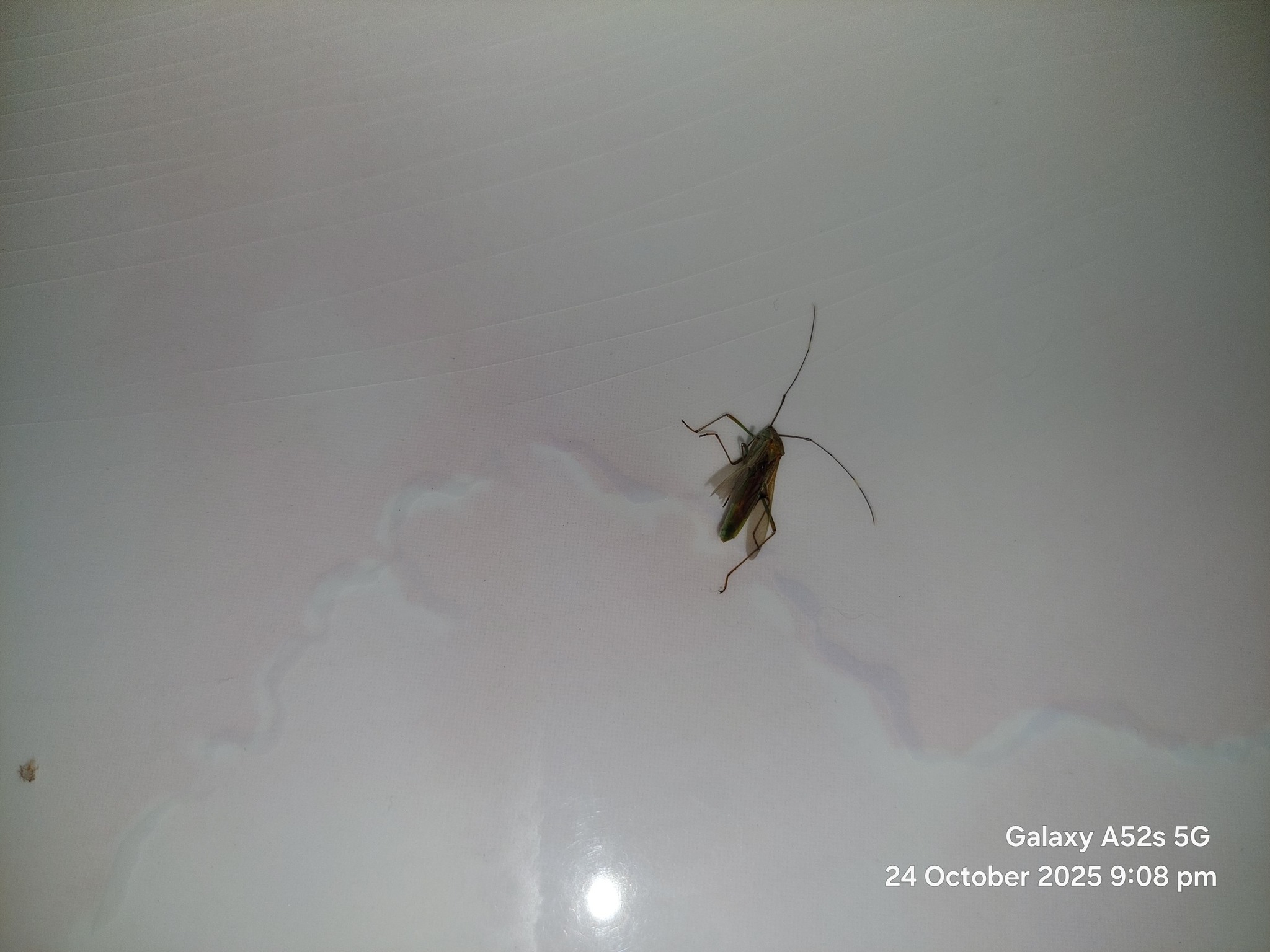 Insect Identification of the Philippines | Hello! Pa ID naman po ng ...