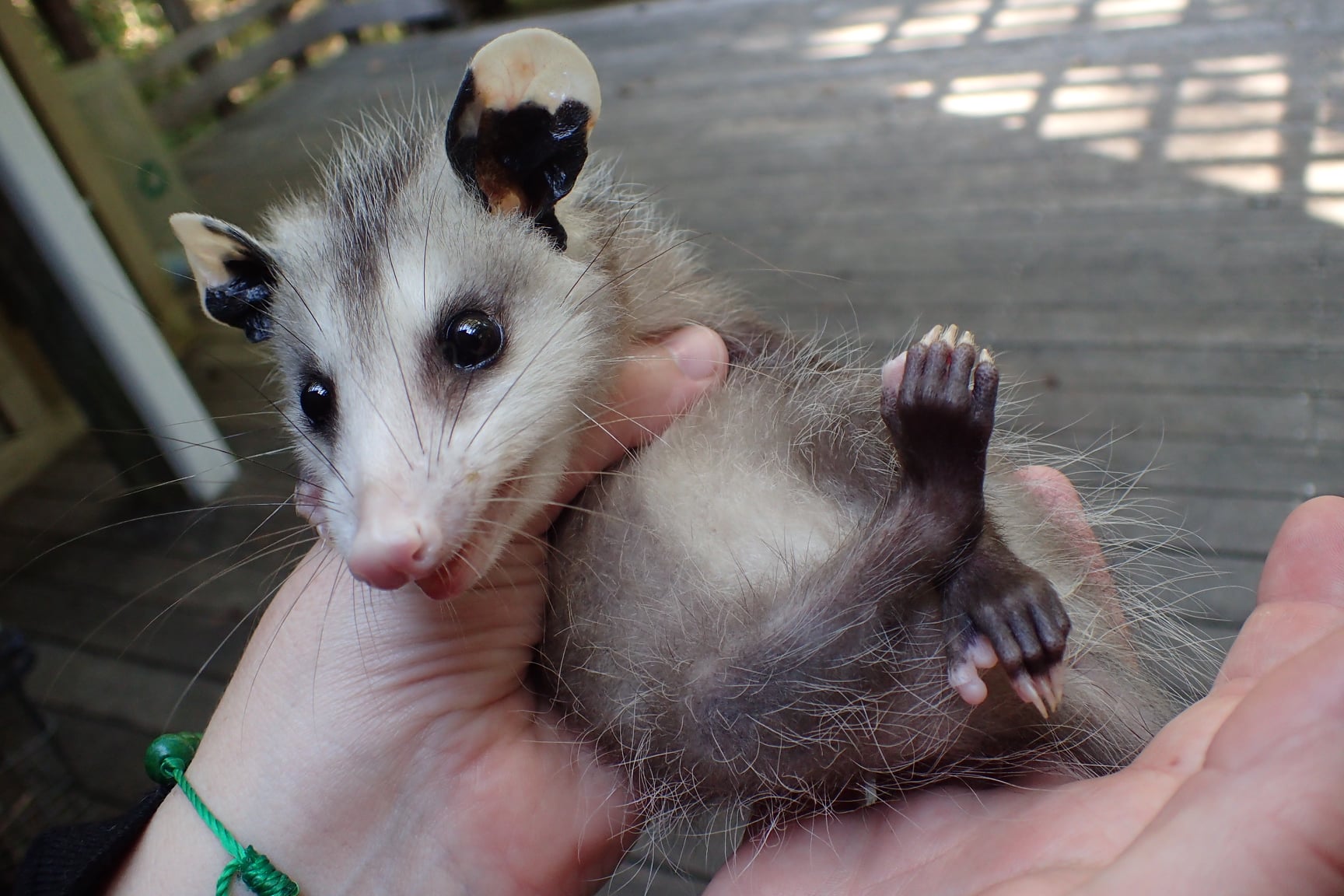 This little... - Beidler Forest Audubon Center & Sanctuary