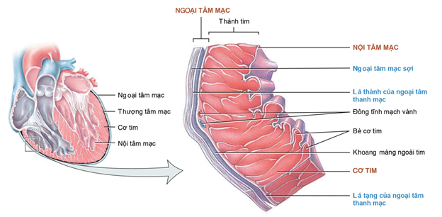 Giải phẫu - sinh lý - Màng ngoài tim Màng ngoài tim bao quanh và bảo vệ ...