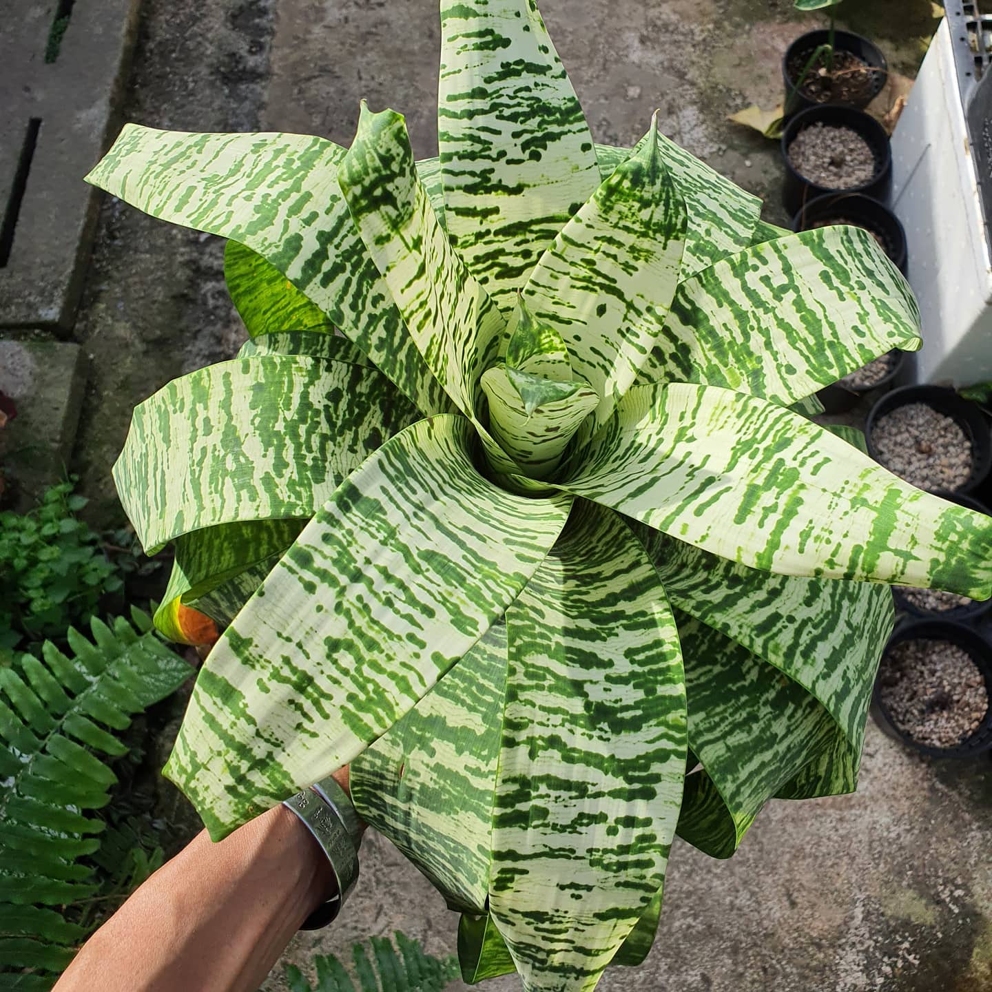 ブロメリア・エアープランツ Vriesea Tiger Tim 🍀vriesea tiger tim bromeliads🍀 $180 a pot Delivery island wide