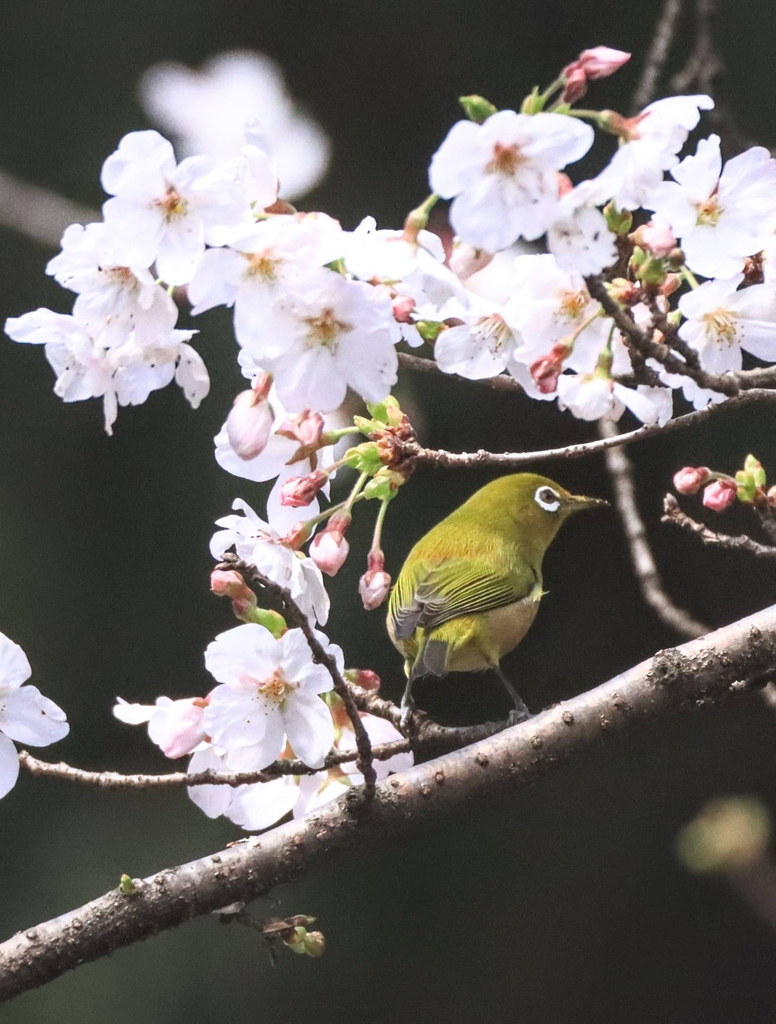 いつもの公園の 桜とコバノミツバツツジが綺麗で メジロたちが蜜を吸い
