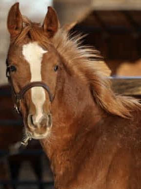 Premium westfalen filly for sale in Alberta, Canada