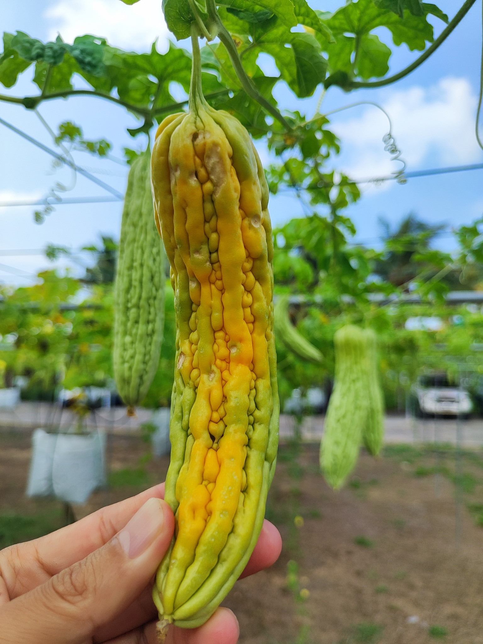 Azuan - Terjumpa sebiji lagi yang ada tanda-tanda telah disuntik oleh ...