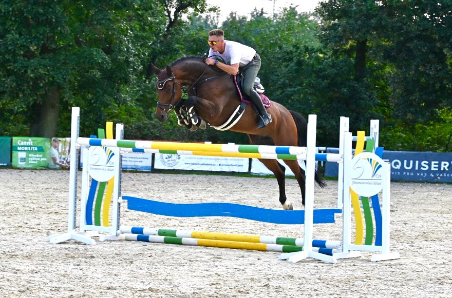 7yo gelding by Thunder vd Zuuthoeve - Cellestial - Chacco Blue