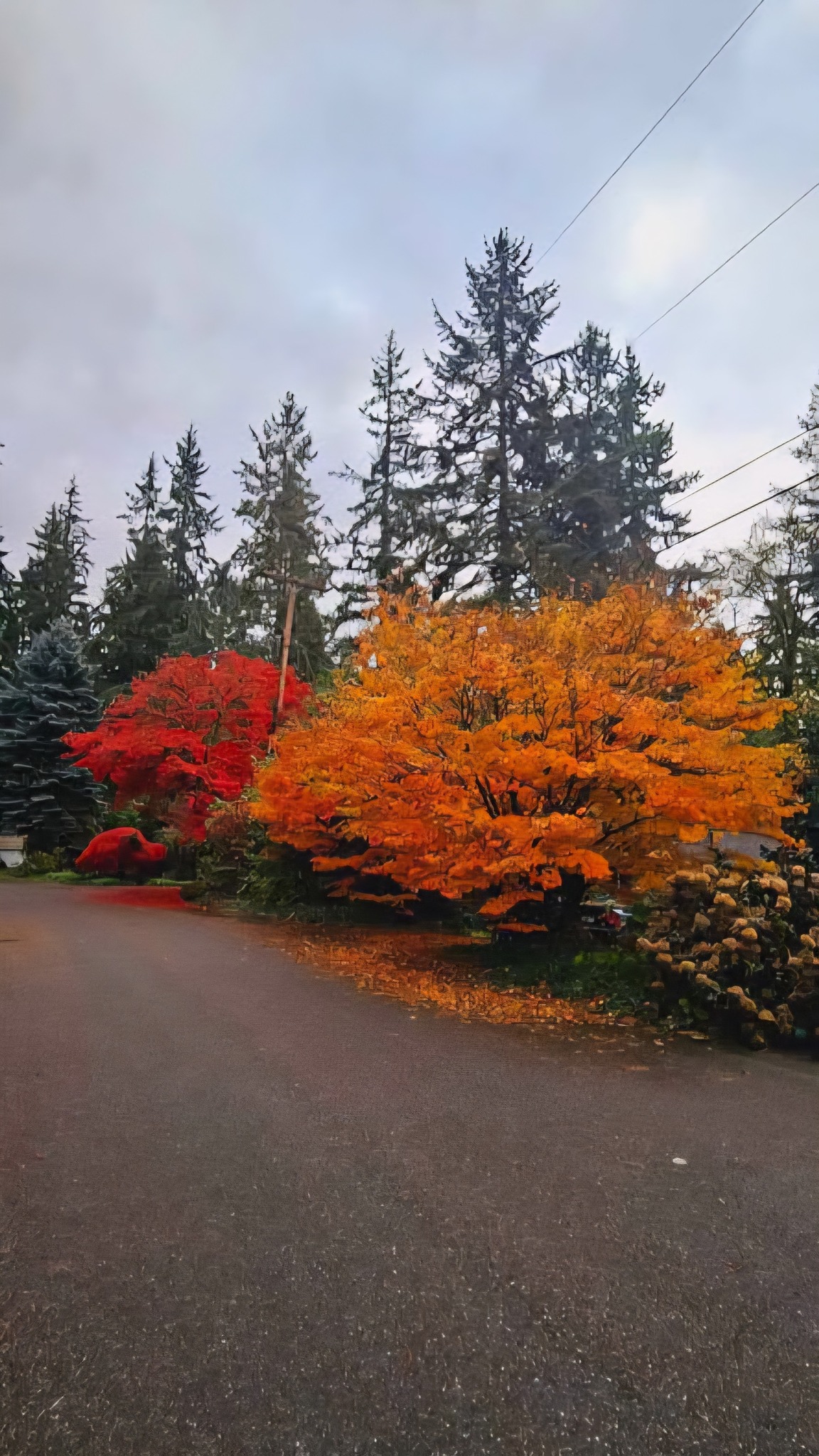 View from your Window | My front yard vibes every fall in Renton, WA ...