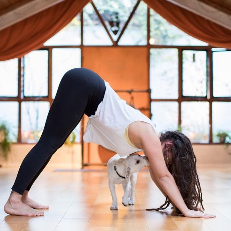 YOGADOGA • Loving this pic of one... - Underdog International
