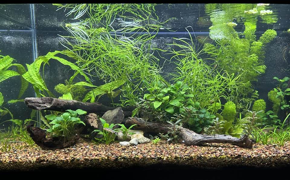 Low Tech Jungle Style Aquarium Setup and Maintenance