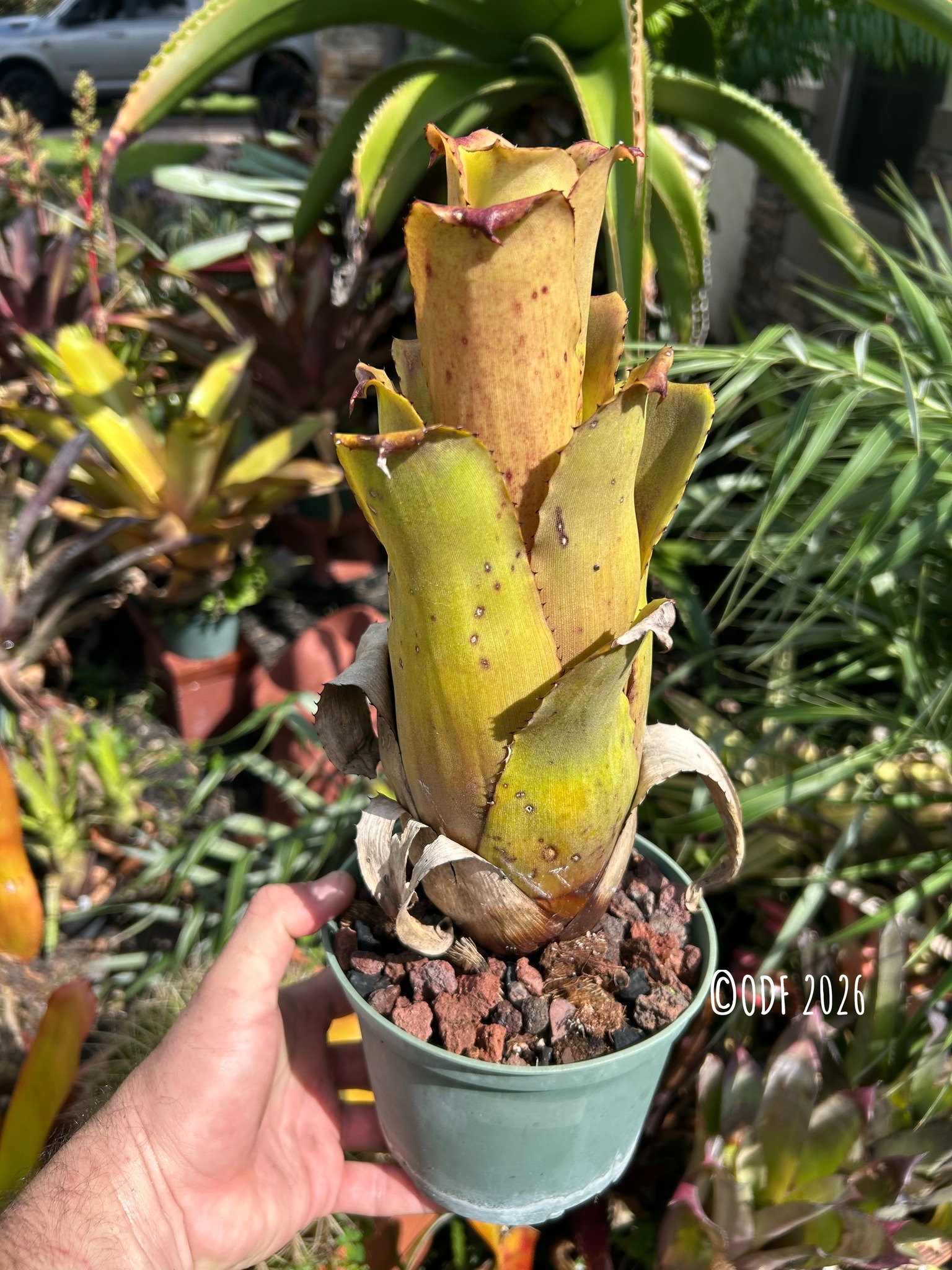 Alcantarea 'Yellow Star'
