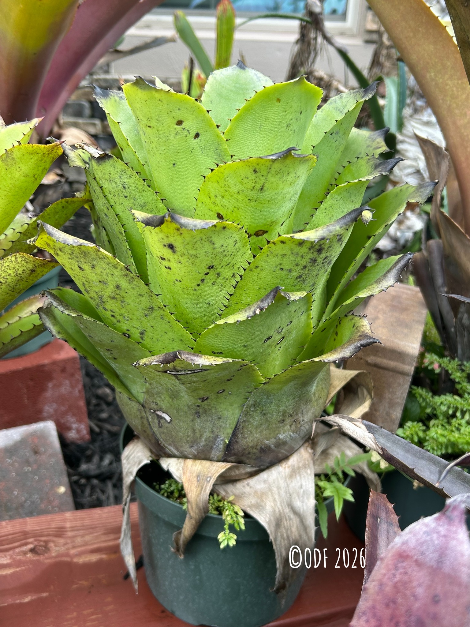 Alcantarea 'Yellow Star'