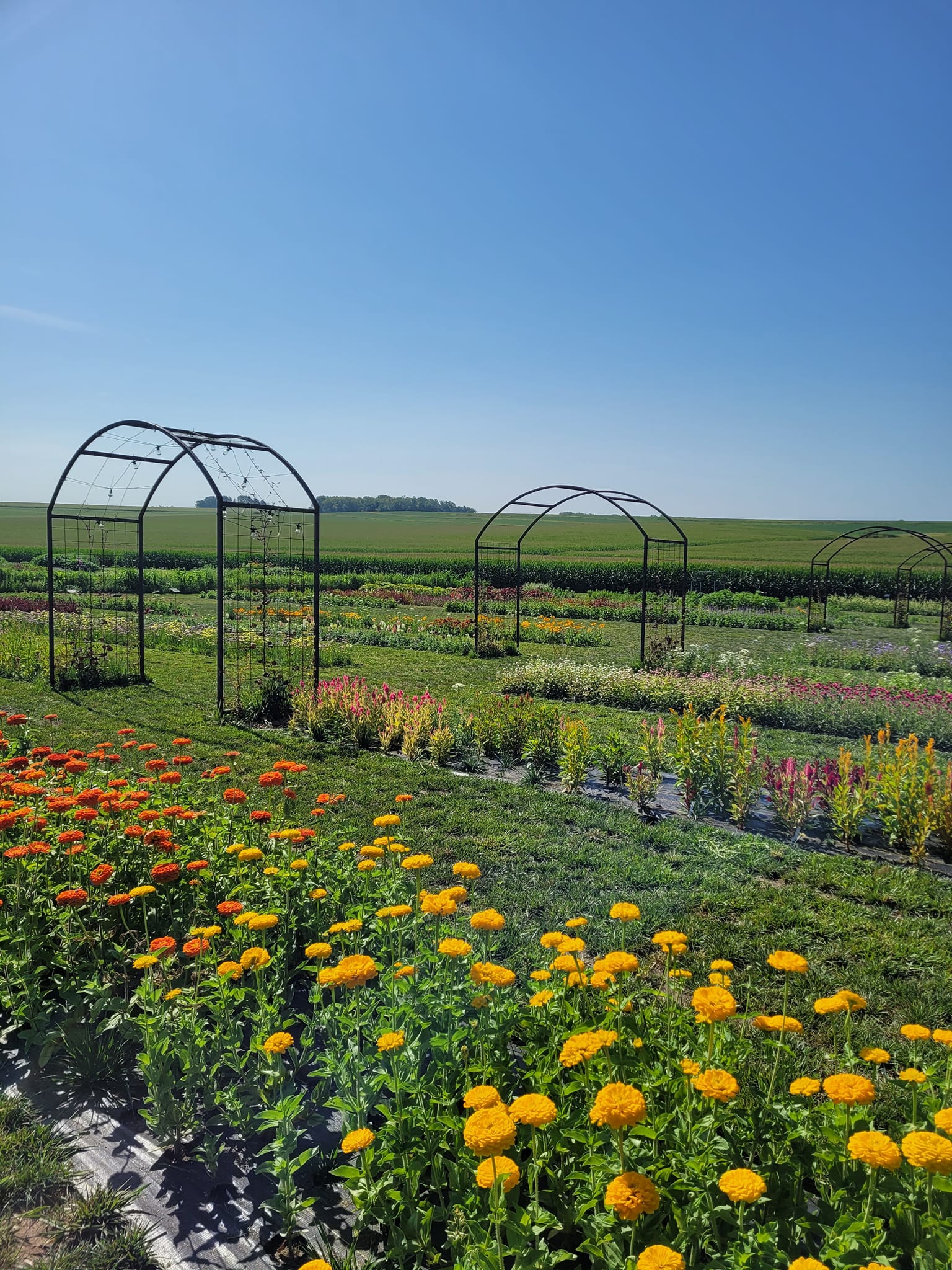 Pretty Petals Flower Farm | Shell Rock IA
