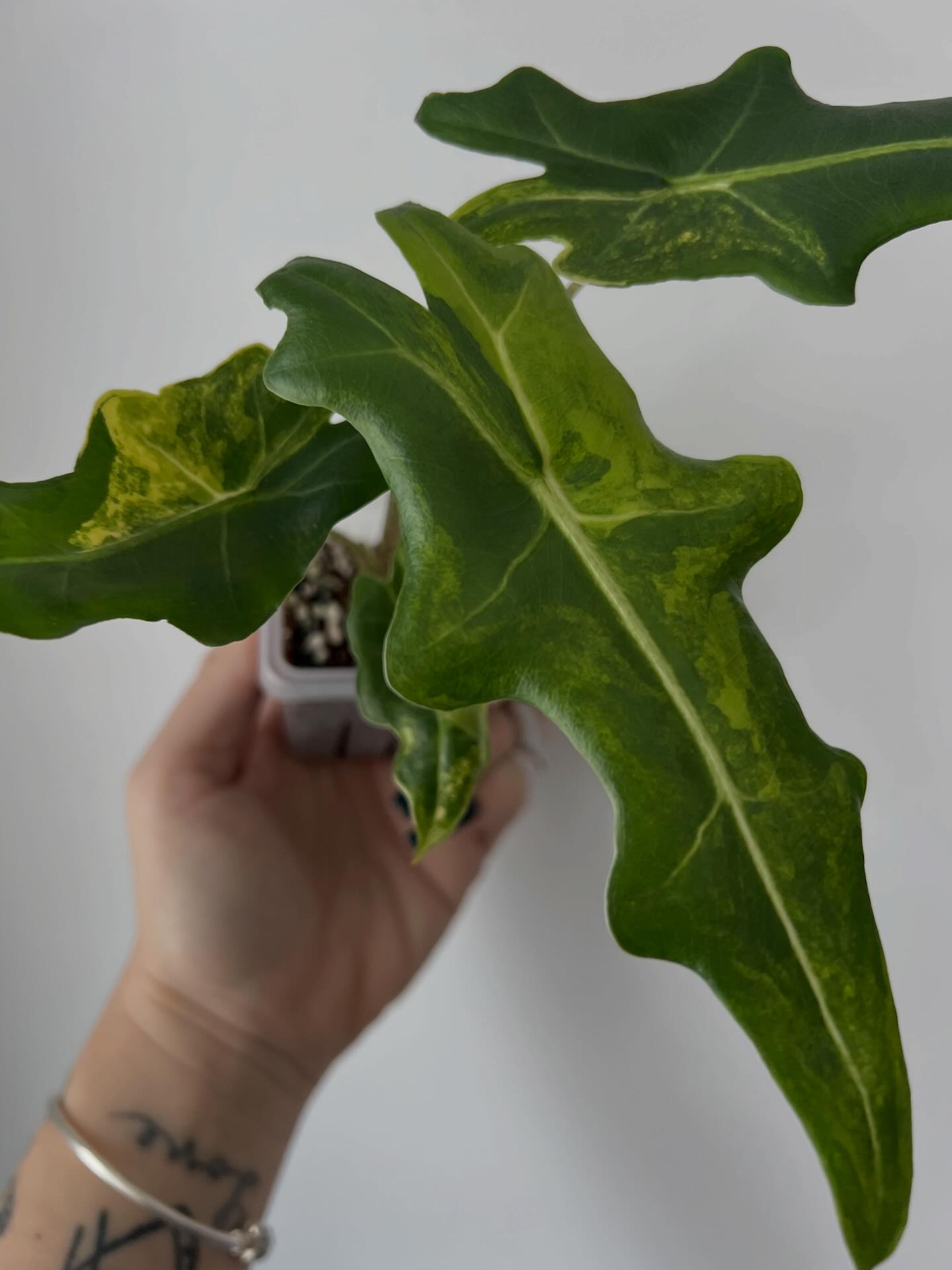 One of our favorite leaf shapes ever! 📸 Alocasia portei aurea