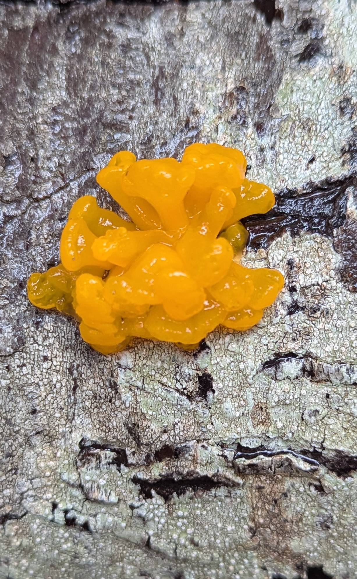 Identifying jelly fungus in Pacific Northwest | Olympia, WA