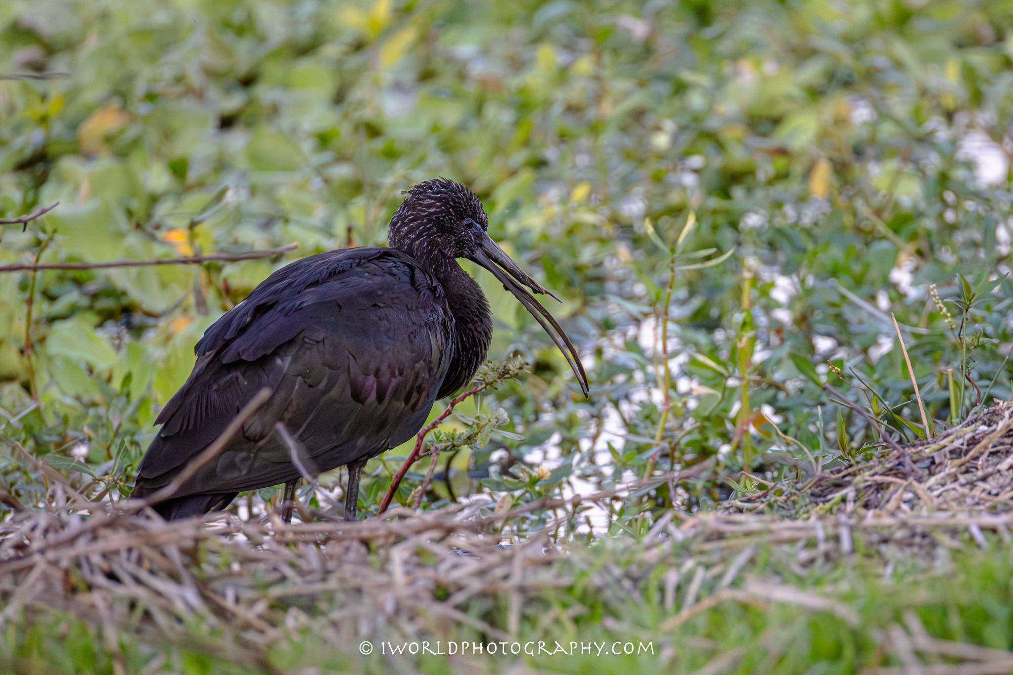 Glossy ibis with damaged beak spotted near Sarasota, FL