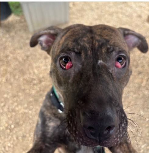 Peaches dog at risk of euthanasia in Philadelphia