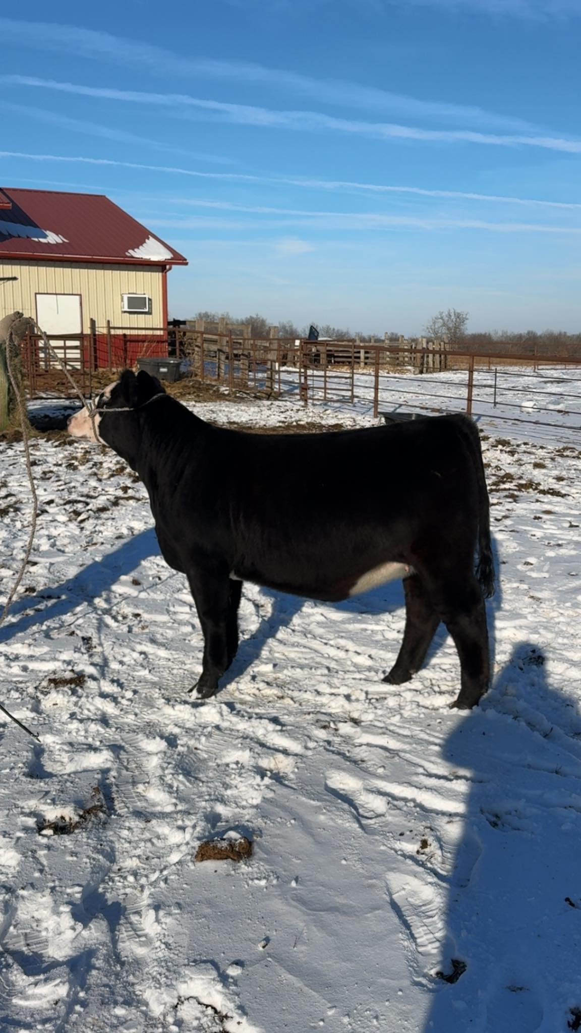 Drake Cattle Company | Centerville IA